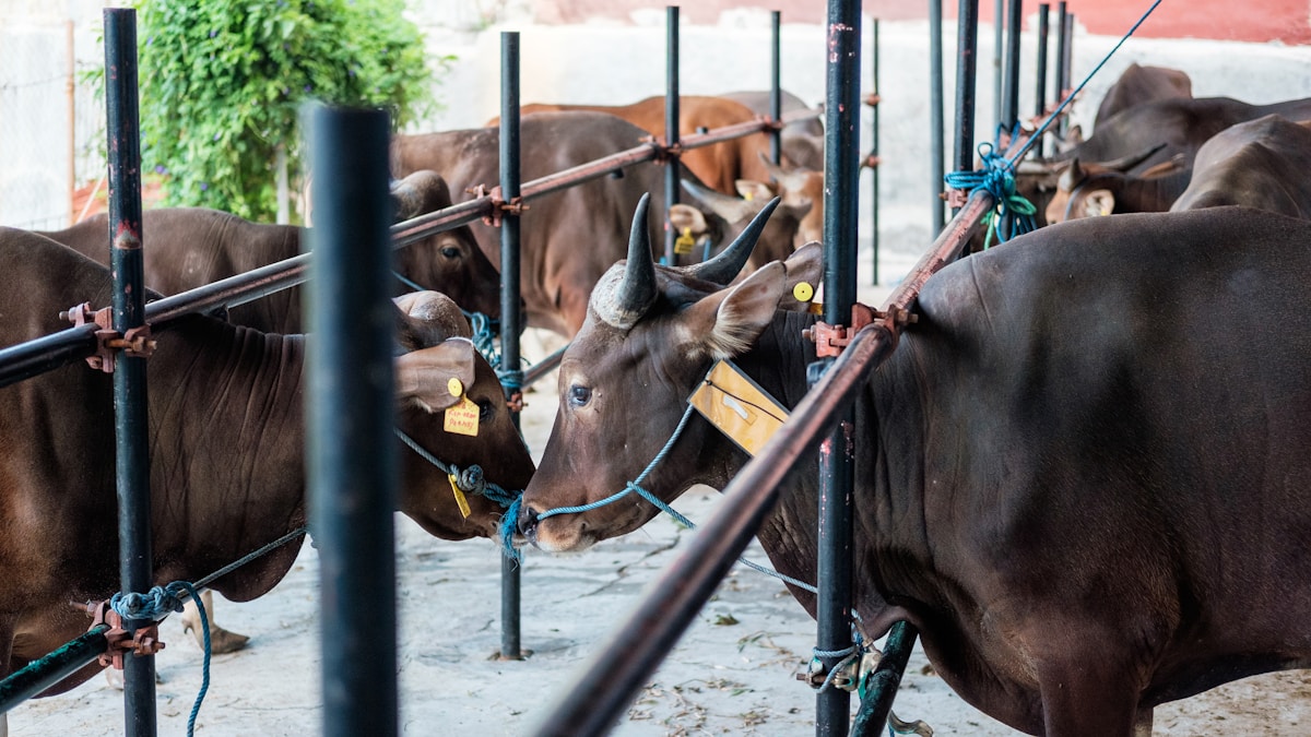 Troupeau de vaches brunes dans un enclos, avec des barres métalliques.