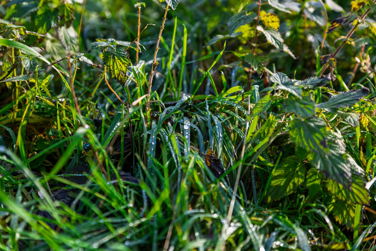 Herbes vertes luxuriantes avec des gouttes de rosée scintillantes.