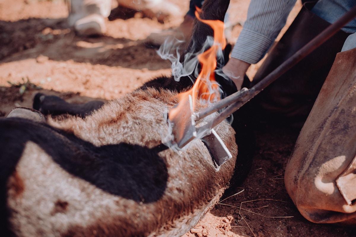 Feu de camp brûlant dans un environnement naturel avec des bûches et de la fourrure.