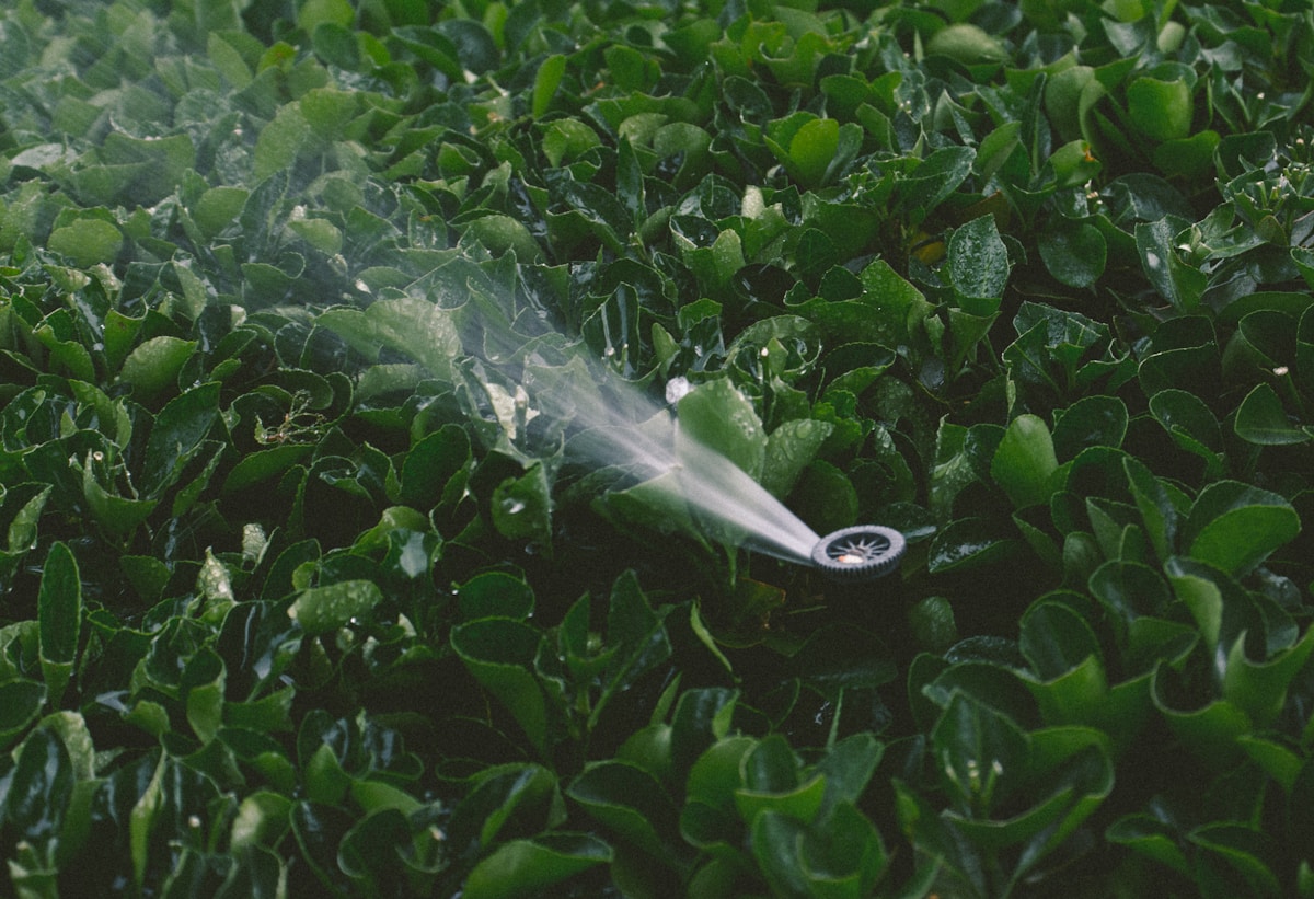 Arrosage de plantes vertes dans un jardin luxuriant.