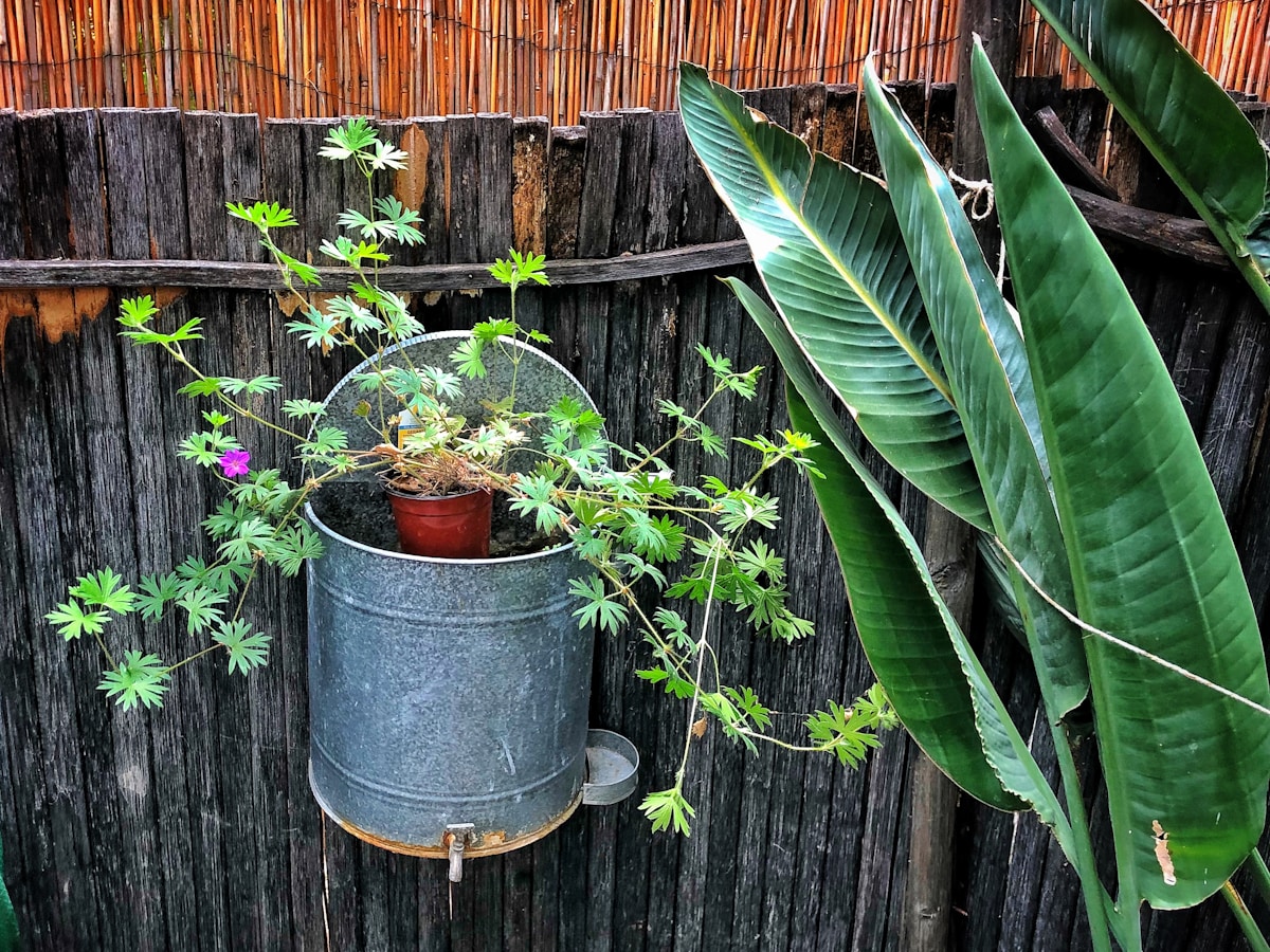 Jardin verdoyant avec plantes en pot et feuilles de bananier.