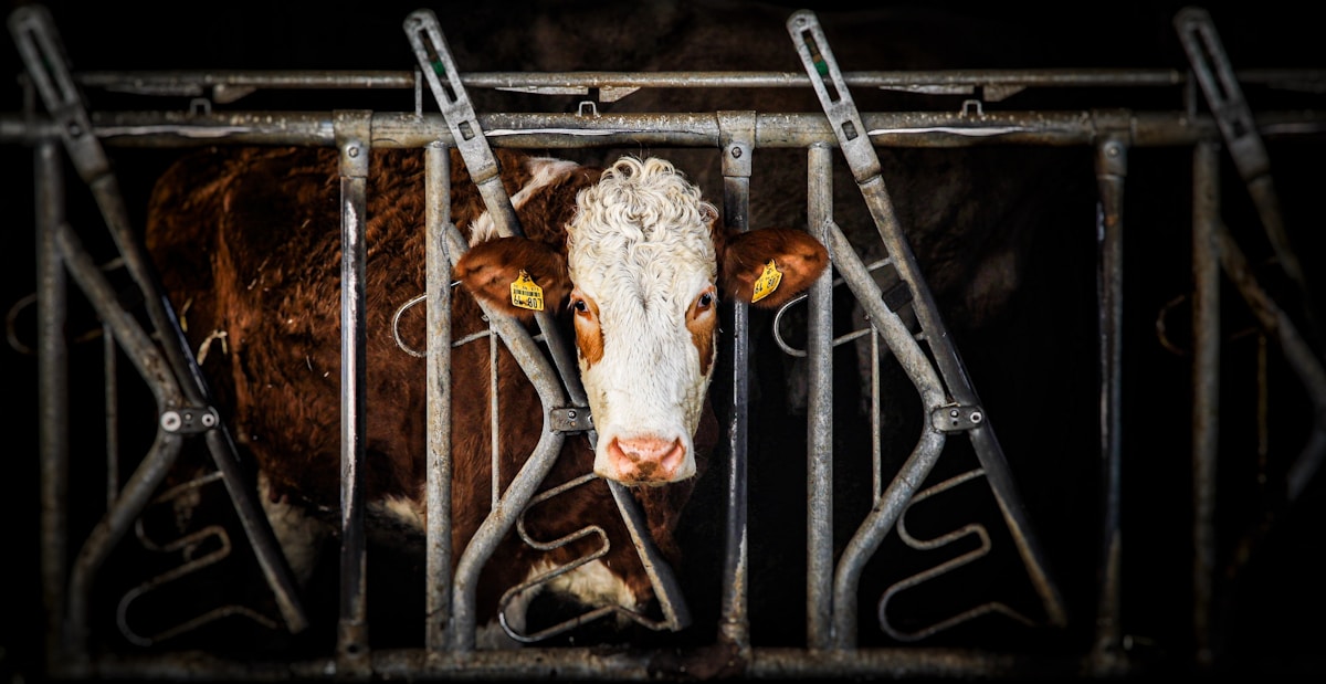 Vache blanche et brune dans une cage métallique sombre.