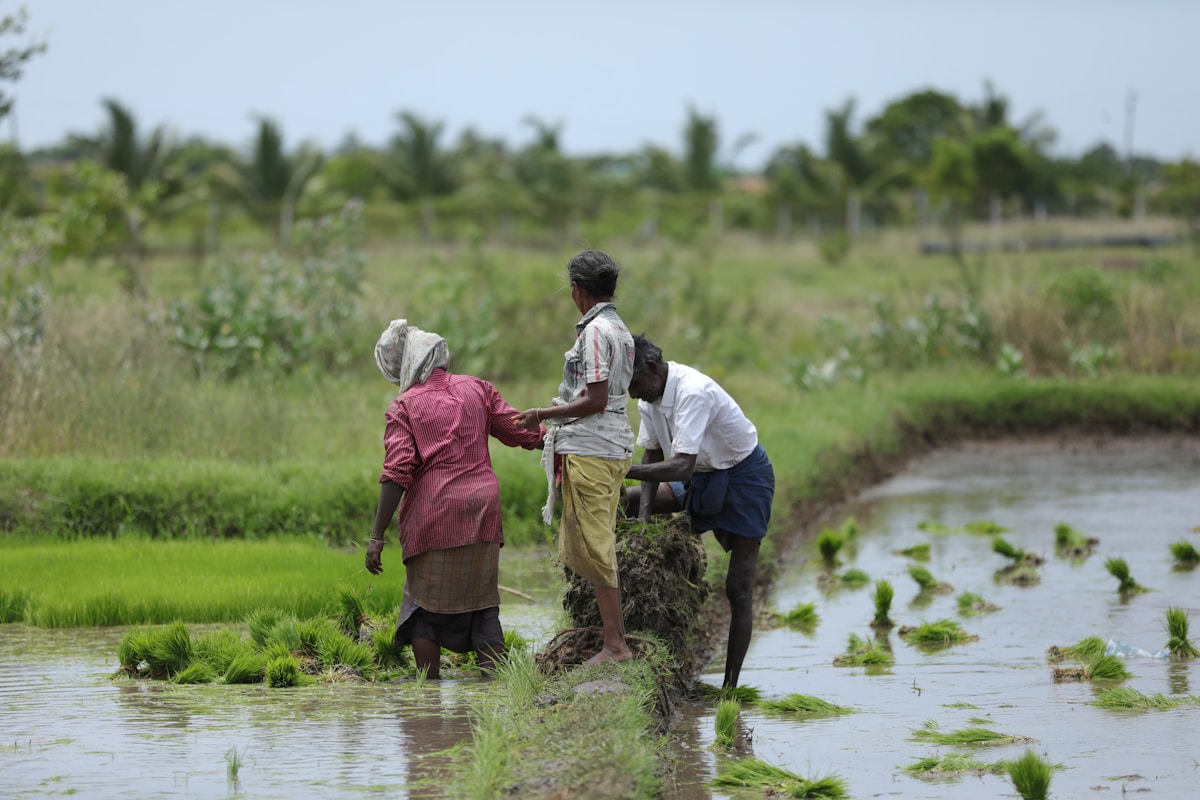 Trois personnes travaillant dans un champ de riz inondé.