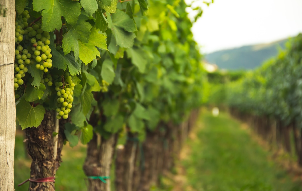 Vignoble verdoyant avec grappes de raisin vert mûrissantes.