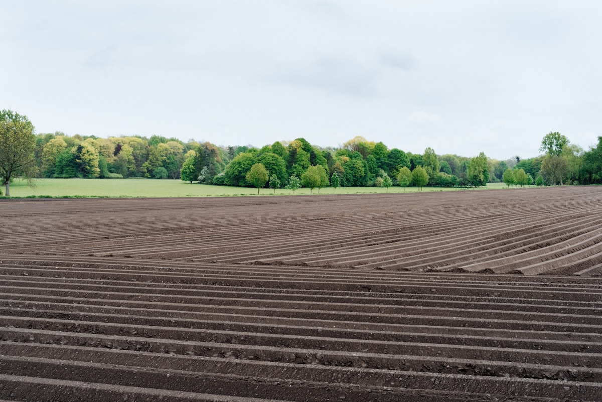 Champ labouré avec des rangées parallèles, forêt verdoyante à l'horizon.