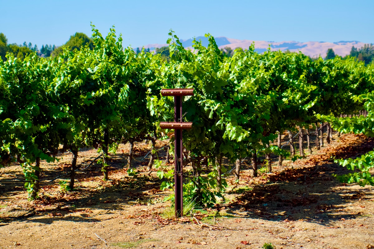 Vignoble verdoyant avec rangées de vignes et poteau de soutien.
