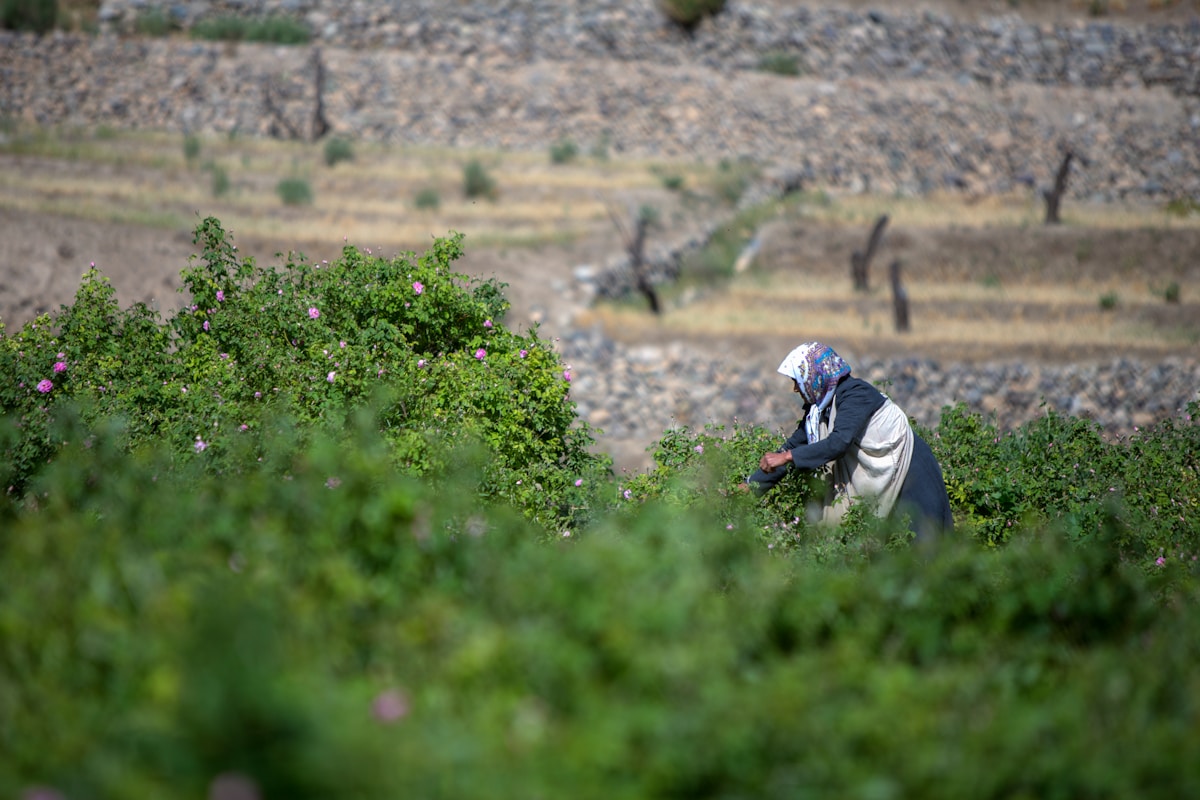 Femme travaillant dans un champ de végétation verdoyante et fleurie.