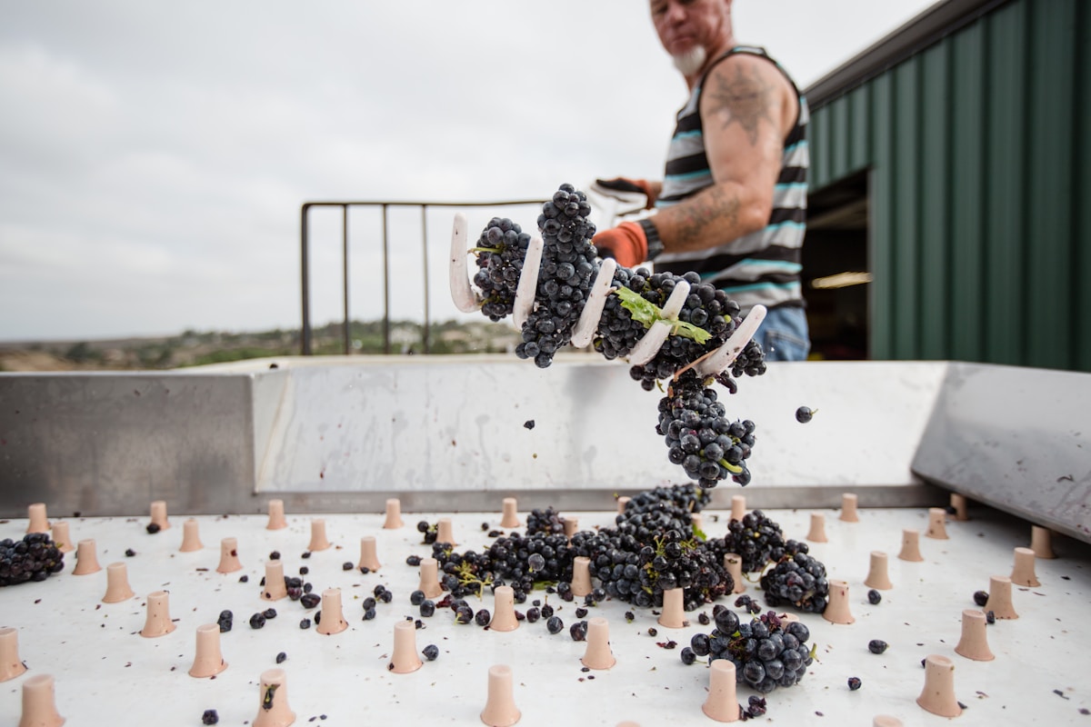 Grappes de raisins noirs tombant sur une surface en bois.