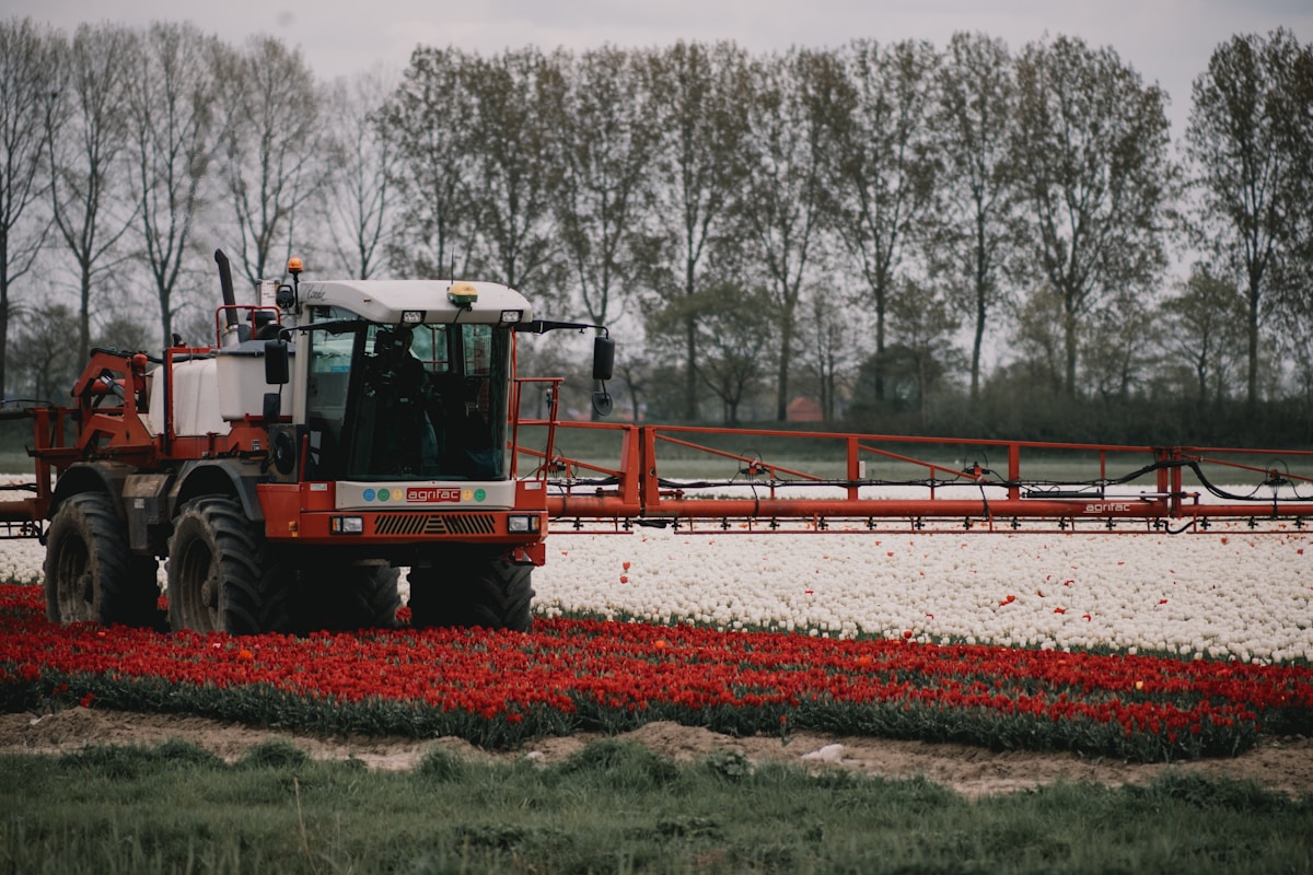 Tracteur agricole pulvérisant un champ de tulipes rouges et blanches.