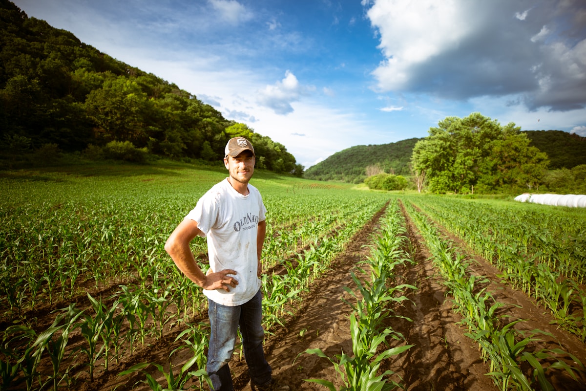 Agriculteur debout dans un champ de maïs verdoyant, avec des collines boisées en arrière-plan.